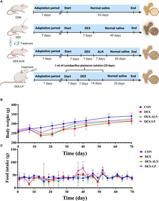 Lactobacillus plantarum attenuates glucocorticoid-induced osteoporosis by altering the composition of rat gut microbiota and serum metabolic profile